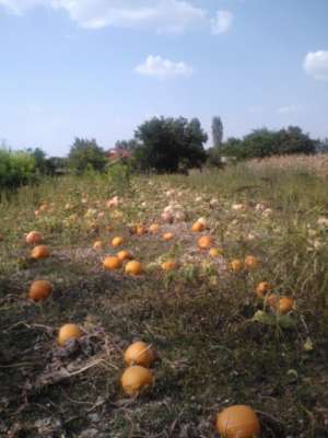 vand diverse soiuru dovleci placintari
