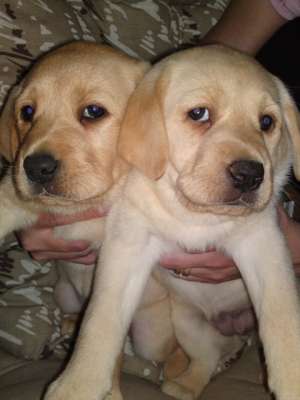 vand pui labrador auriu