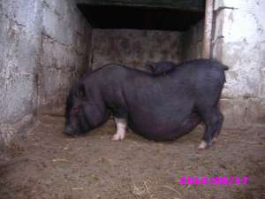 porci vietnamezi