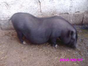 porci vietnamezi