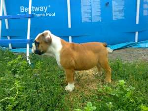 Vand catelusa Bulldog Englez