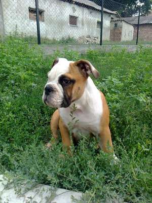 Vand catelusa Bulldog Englez