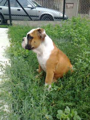 Vand catelusa Bulldog Englez
