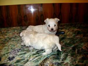 puisori bichon maltese superbi
