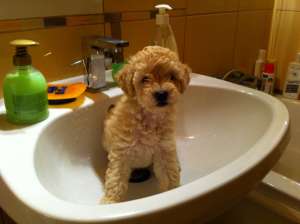caniche pitic alb