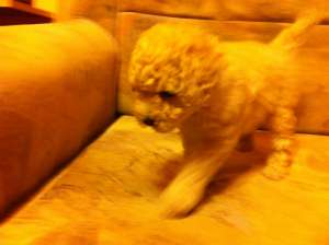 caniche pitic alb