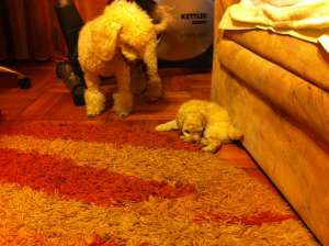 caniche pitic alb