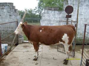 Juninca