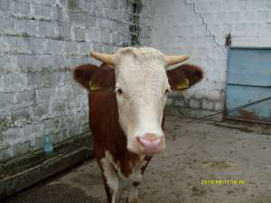 Juninca