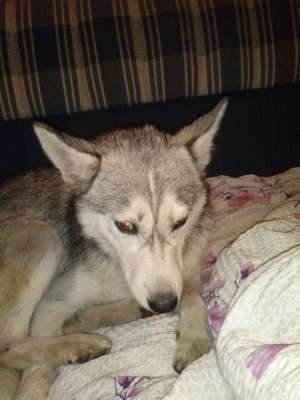 GASIT HUSKY