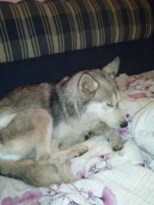 GASIT HUSKY
