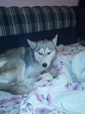 GASIT HUSKY