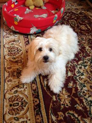 Vand pui BICHON