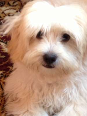 Vand pui BICHON