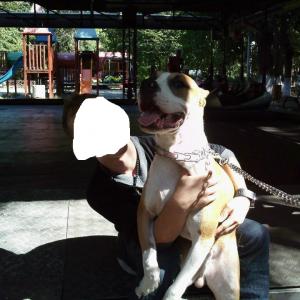 mascul amstaff