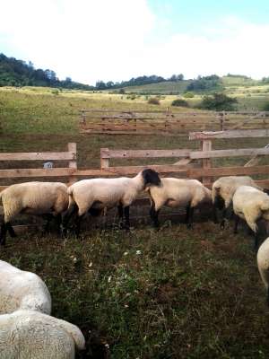 de vanzare oi suffolk din2012