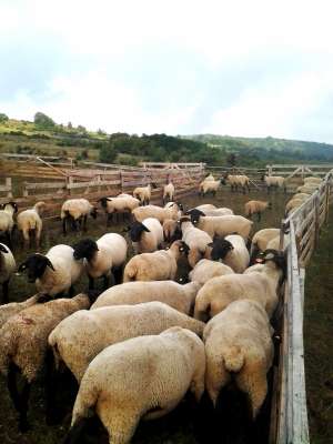 oi suffolk 2012