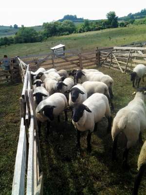 oi suffolk 2012