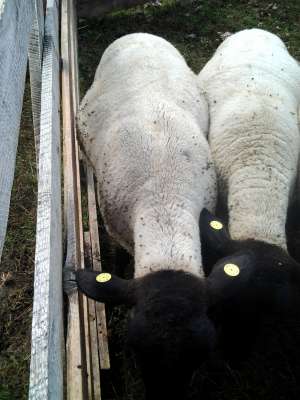 oi suffolk 2012