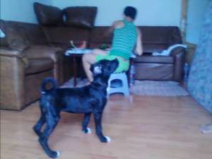 Pui amstaff 3 luni jumate
