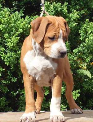Oferta Amstaff de vanzare rasa pura