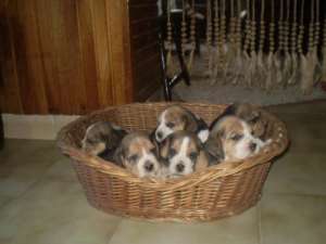 Oferta Beagle de vanzare