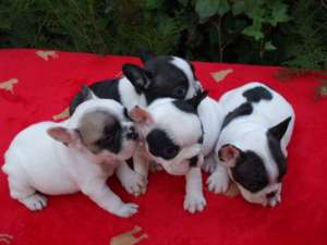 Oferta Bulldog Francez de vanzare