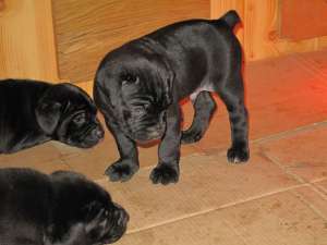 Oferta Cane Corso de vanzare