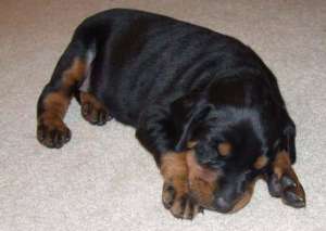 Oferta Doberman de vanzare rasa pura