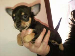 Oferta Chihuahua Toy de vanzare rasa pura