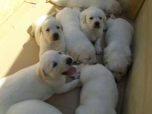 Oferta Labrador de vanzare