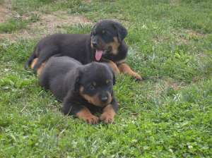 Oferta Rottweiler de vanzare