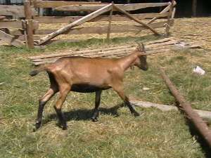 Vand capre alpine franceze
