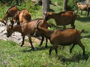 Vand capre alpine franceze