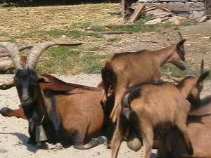 Vand capre alpine franceze
