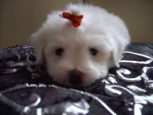 bichon maltez