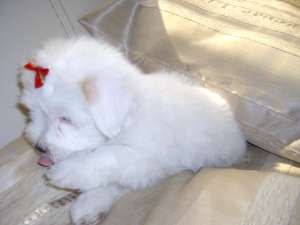bichon maltez