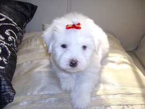 bichon maltez