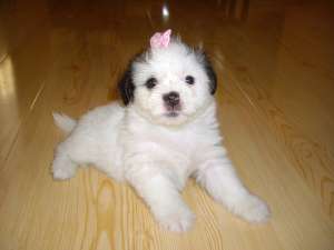 bichon-super oferta