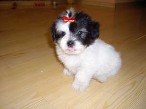 bichon-super oferta