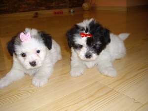 bichon-super oferta