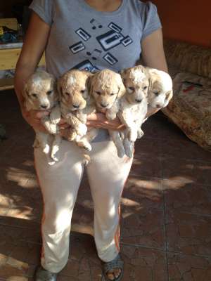 BICHON MALTEZI