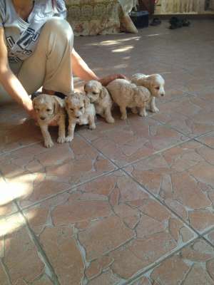 BICHON MALTEZI