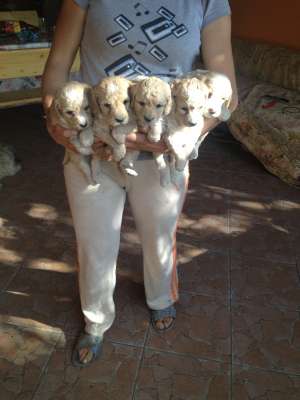 BICHON MALTEZI