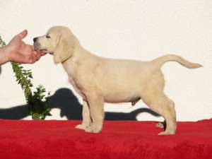 pui golden retriever de exceptie de la parinti championi