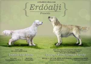 pui golden retriever de exceptie de la parinti championi