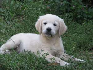pui golden retriever de exceptie de la parinti championi