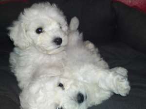 vand pui bichon frise