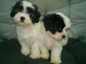 vand pui bichon havanese