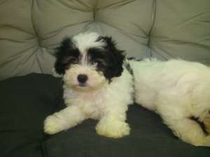 vand pui bichon havanese
